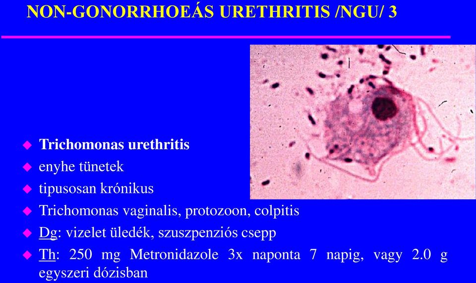 protozoon, colpitis Dg: vizelet üledék, szuszpenziós csepp