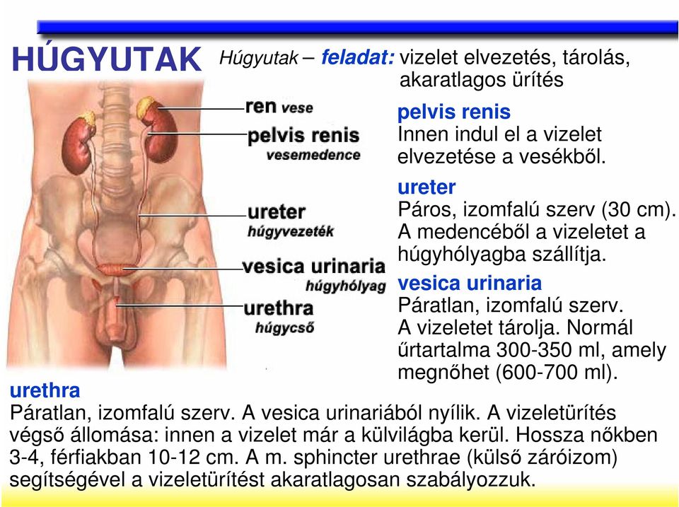 Normál őrtartalma 300-350 ml, amely megnıhet (600-700 ml). urethra Páratlan, izomfalú szerv. A vesica urinariából nyílik.