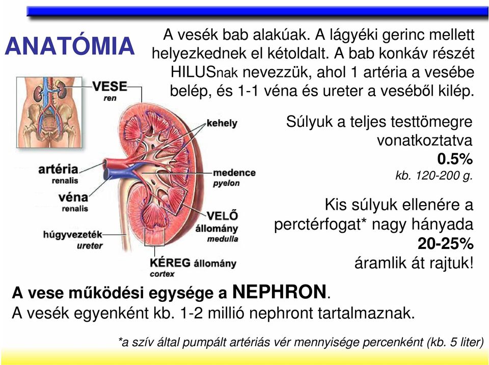 Súlyuk a teljes testtömegre vonatkoztatva 0.5% kb. 120-200 g.