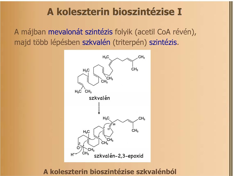 mevalonát szintézis folyik (acetil oa