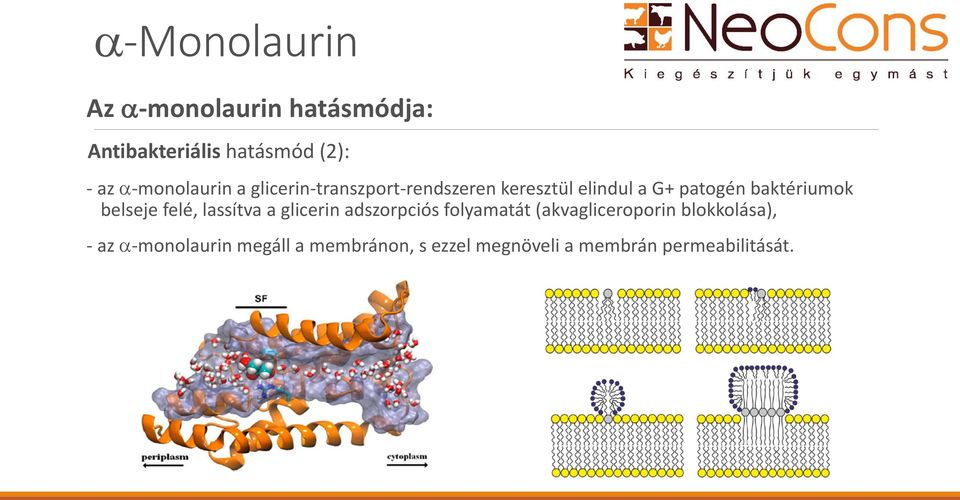 belseje felé, lassítva a glicerin adszorpciós folyamatát (akvagliceroporin