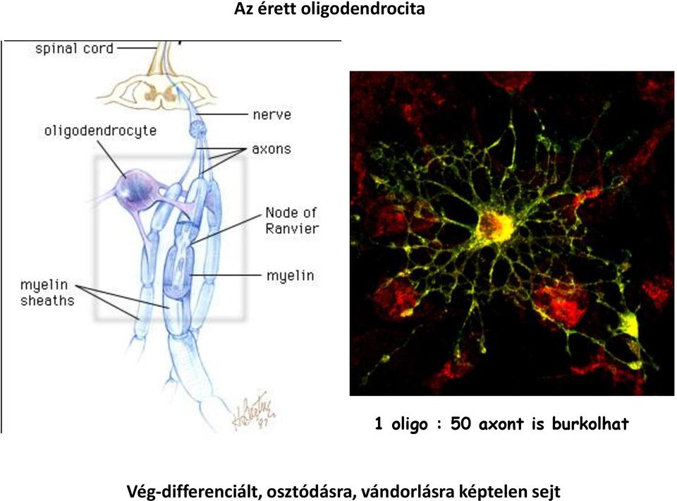 burkolhat Vég-differenciált,