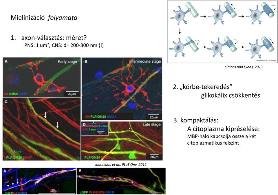 körbe-tekeredés glikokálix csökkentés 3.