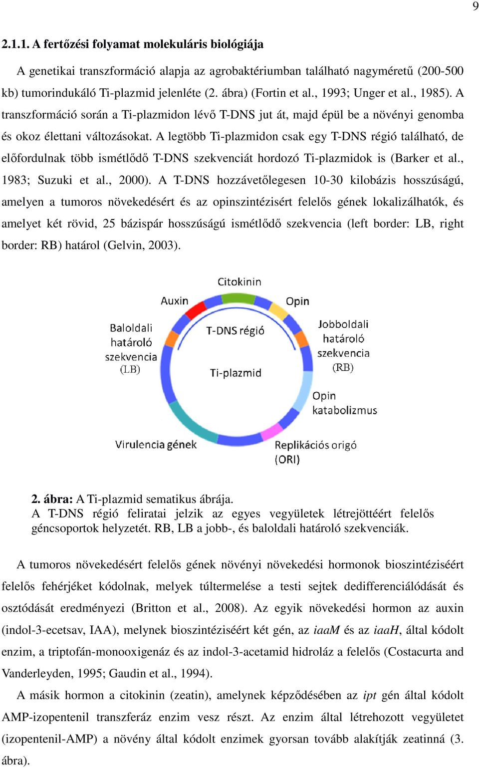 A legtöbb Ti-plazmidon csak egy T-DNS régió található, de előfordulnak több ismétlődő T-DNS szekvenciát hordozó Ti-plazmidok is (Barker et al., 1983; Suzuki et al., 2000).