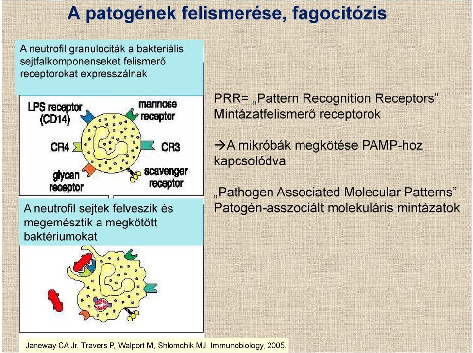 PAMP-hoz kapcsolódva A neutrofil sejtek felveszik és megemésztik a megkötött baktériumokat Pathogen Associated
