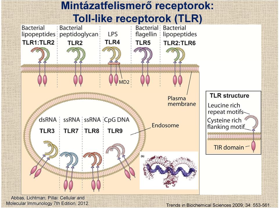 Cellular and Molecular Immunology 7th