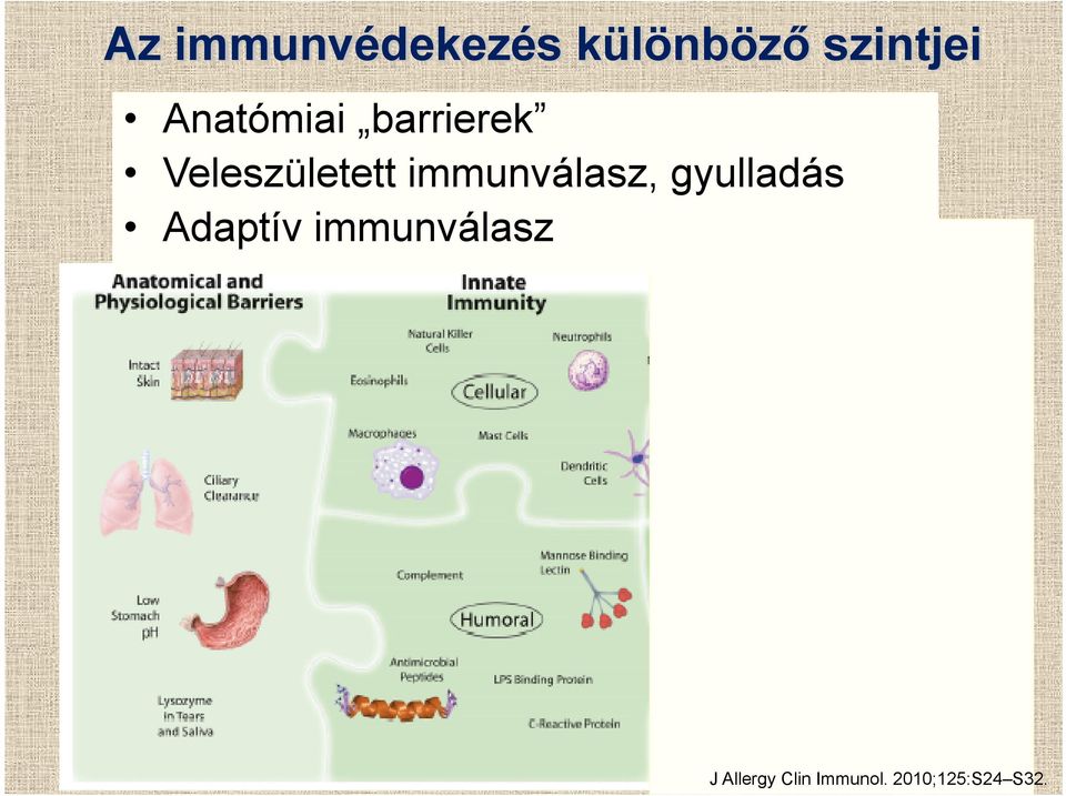 immunválasz, gyulladás Adaptív