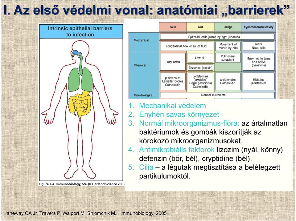 mikroorganizmusokat. 4. Antimikrobiális faktorok lizozim (nyál, könny) defenzin (bőr, bél), cryptidine (bél).