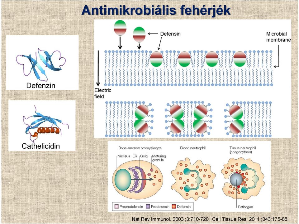 Rev Immunol. 2003 ;3:710-720.