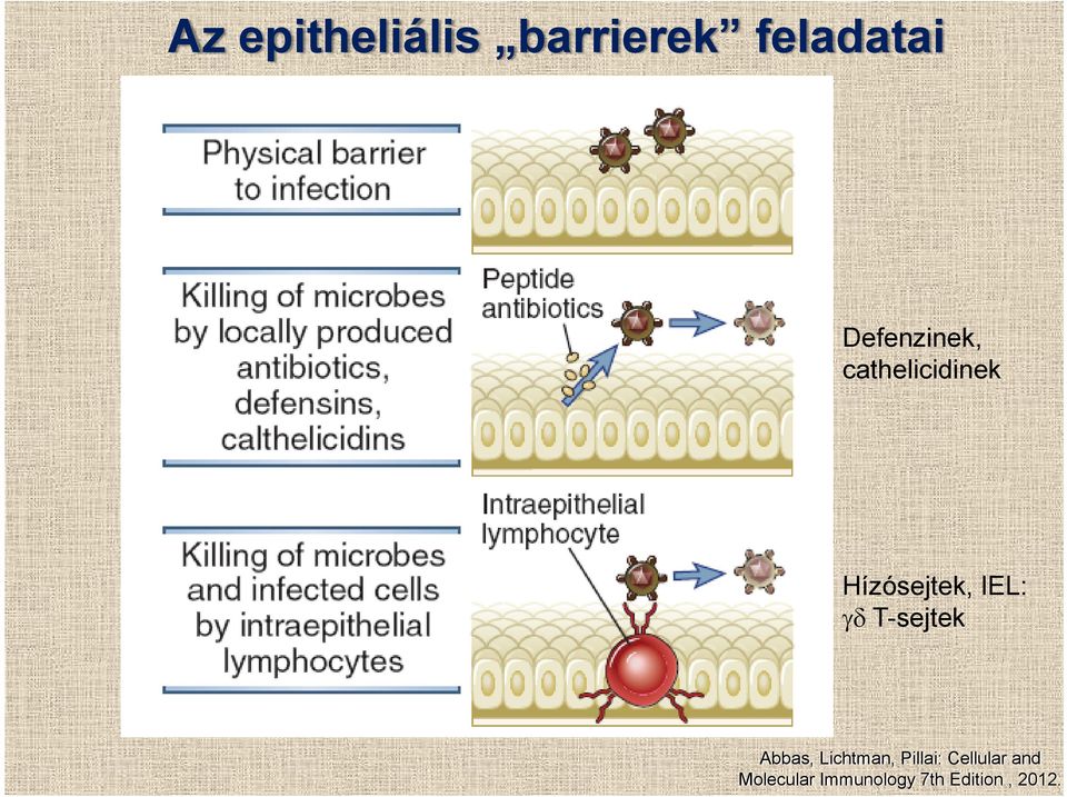 IEL: γδ T-sejtek Abbas, Lichtman, Pillai: