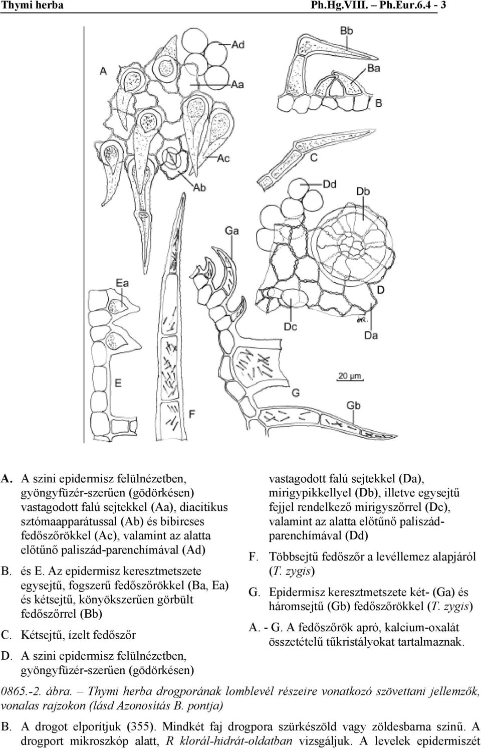paliszád-parenchímával (Ad) B. és E. Az epidermisz keresztmetszete egysejtű, fogszerű fedőszőrökkel (Ba, Ea) és kétsejtű, könyökszerűen görbült fedőszőrrel (Bb) C. Kétsejtű, ízelt fedőszőr D.