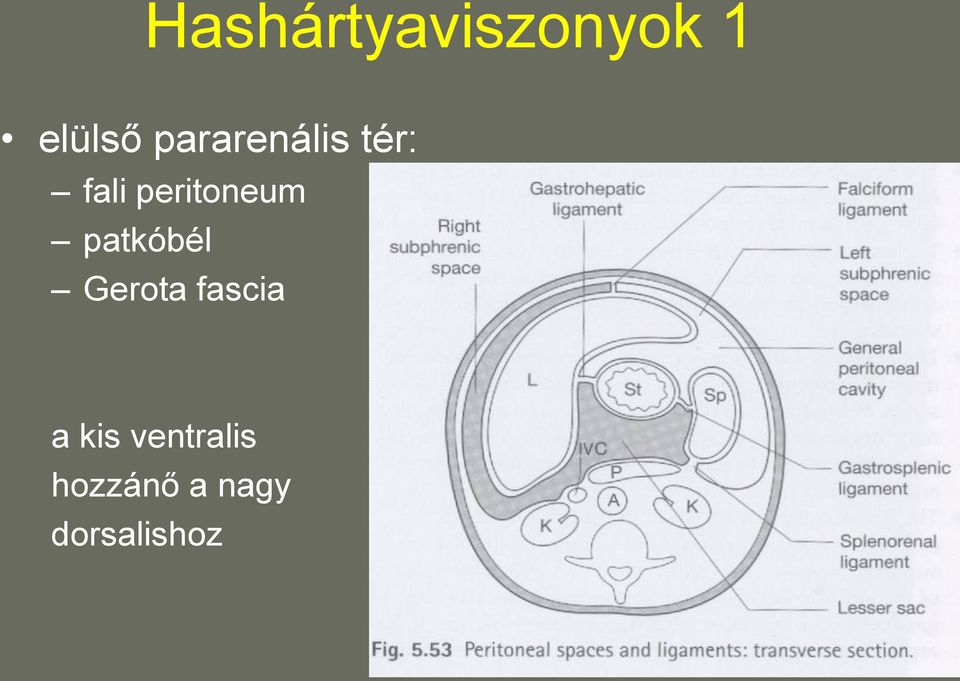 peritoneum patkóbél Gerota