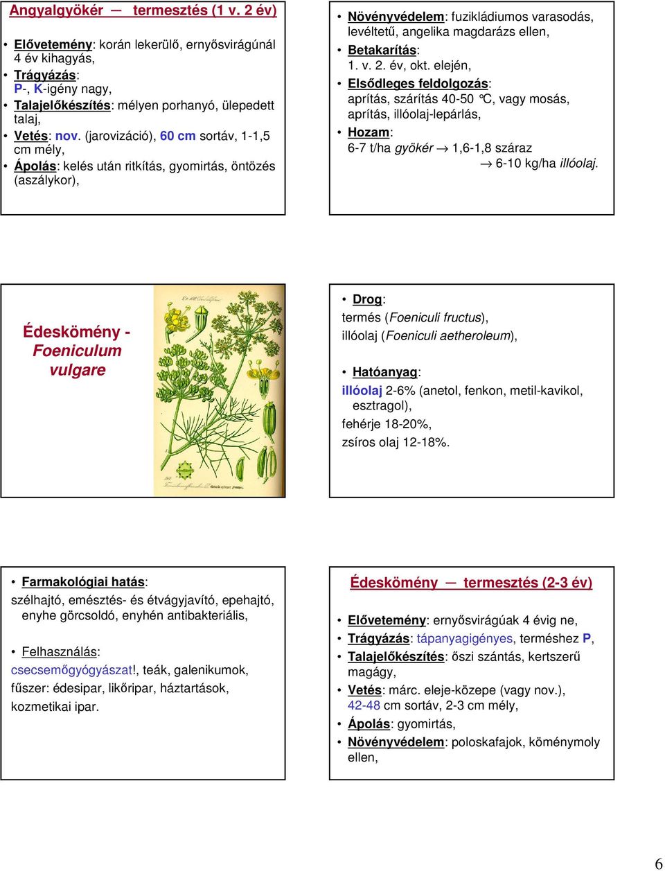 elején, Elsődleges feldolgozás: aprítás, szárítás 40-50 C, vagy mosás, aprítás, 6-7 t/ha gyökér 1,6-1,8 száraz 6-10 kg/ha illóolaj.