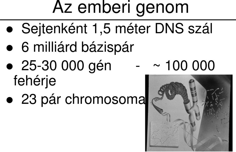 bázispár 25-30 000 gén - ~