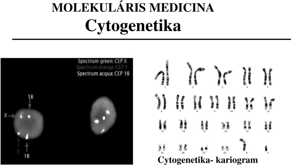 Cytogenetika