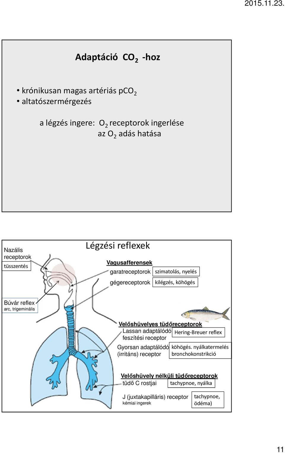 trigeminális Velőshüvelyes tüdőreceptorok Lassan adaptálódó Hering-Breuer reflex feszítési receptor Gyorsan adaptálódó (irritáns) receptor köhögés.