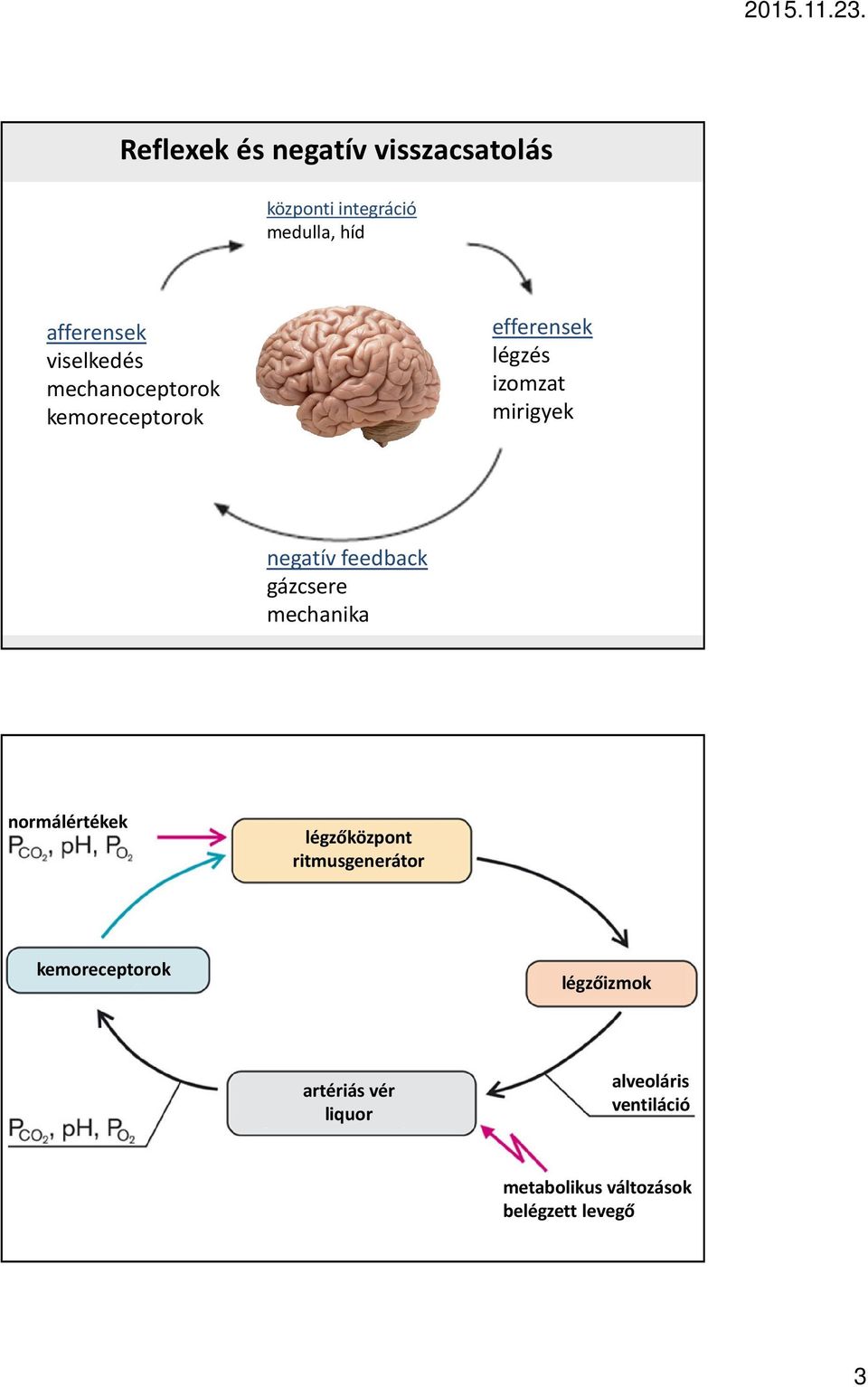 feedback gázcsere mechanika normálértékek légzőközpont ritmusgenerátor kemoreceptorok