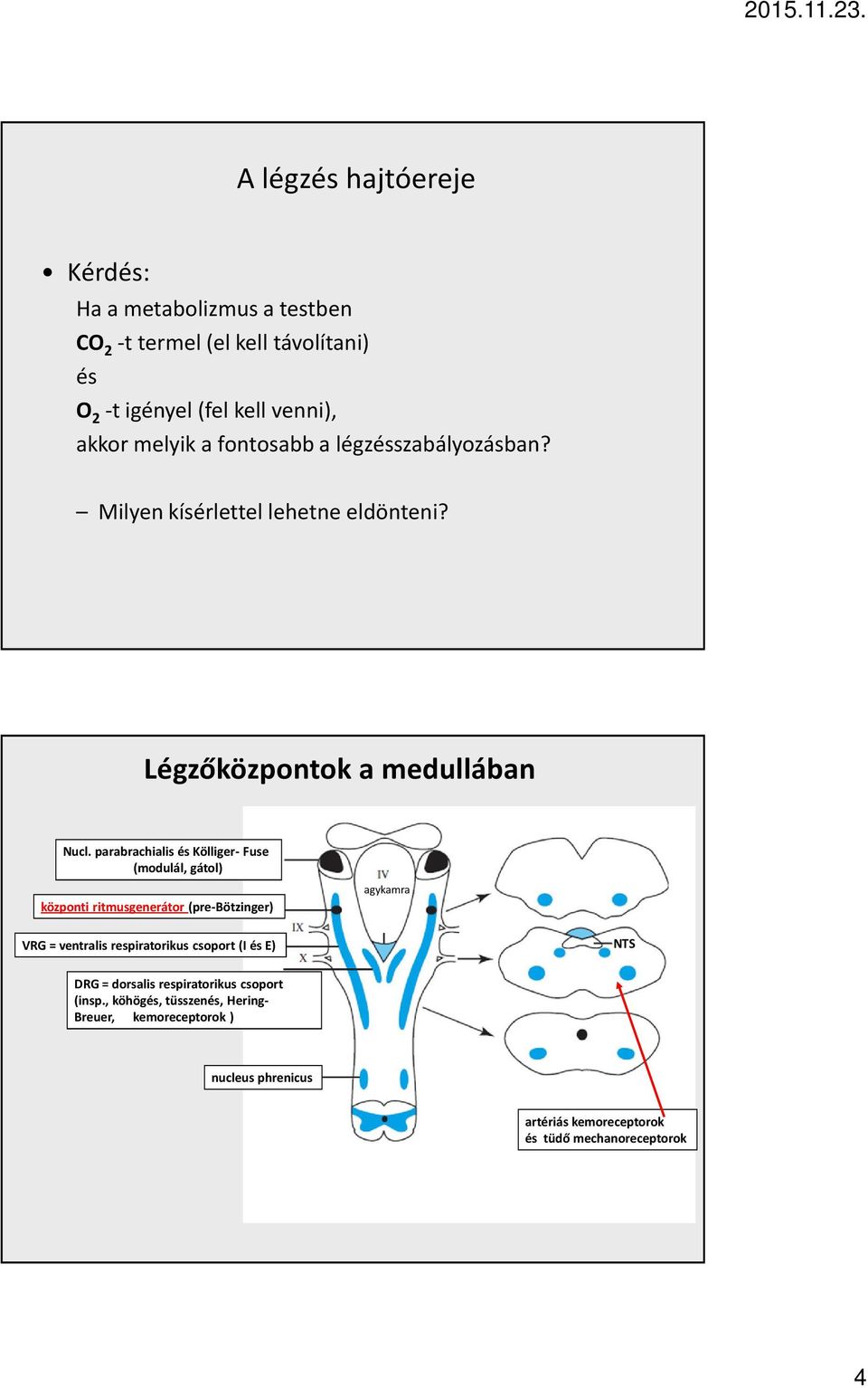 parabrachialis és Kölliger- Fuse (modulál, gátol) központi ritmusgenerátor (pre-bötzinger) agykamra VRG = ventralis respiratorikus csoport (I