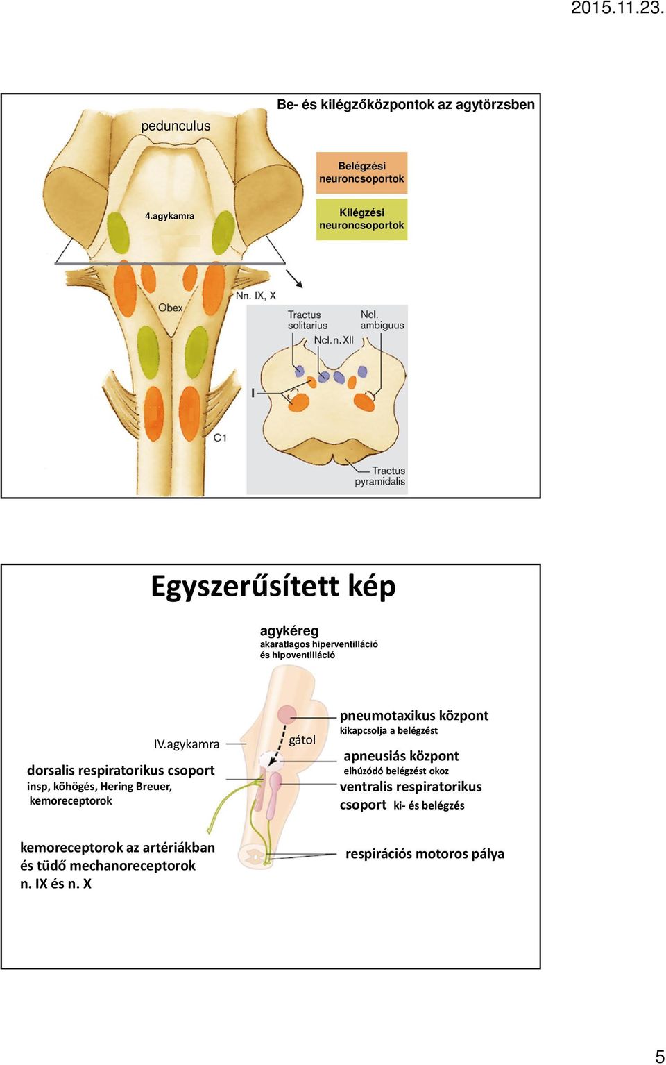 agykamra dorsalis respiratorikus csoport insp, köhögés, Hering Breuer, kemoreceptorok gátol pneumotaxikus központ kikapcsolja a