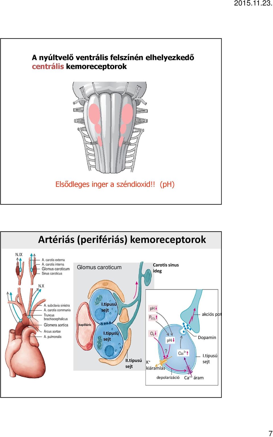 ! (ph) Artériás (perifériás) kemoreceptorok Glomus caroticum Carotis sinus