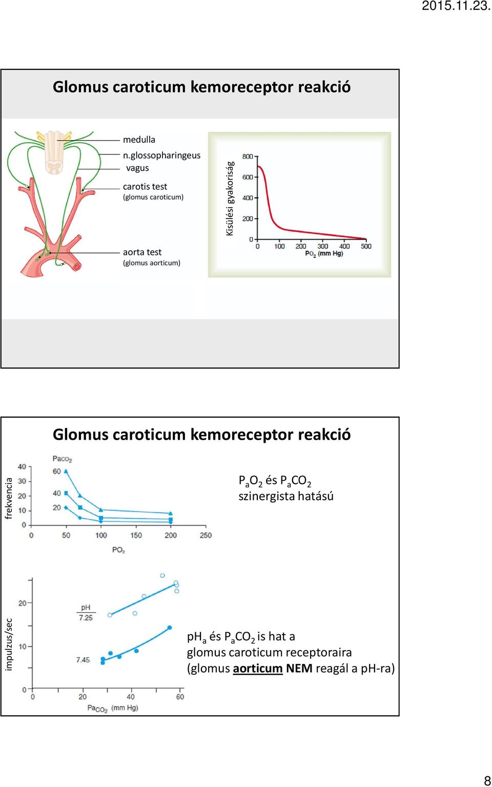 (glomus aorticum) Glomus caroticum kemoreceptor reakció frekvencia P a O 2 és P a CO 2