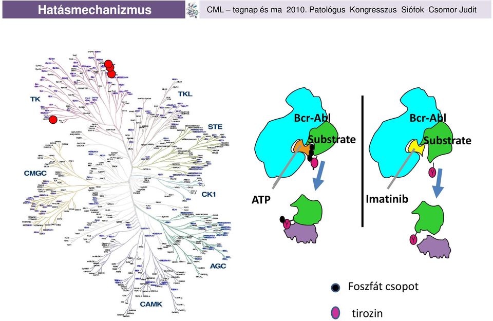 Substrate ATP Imatinib P