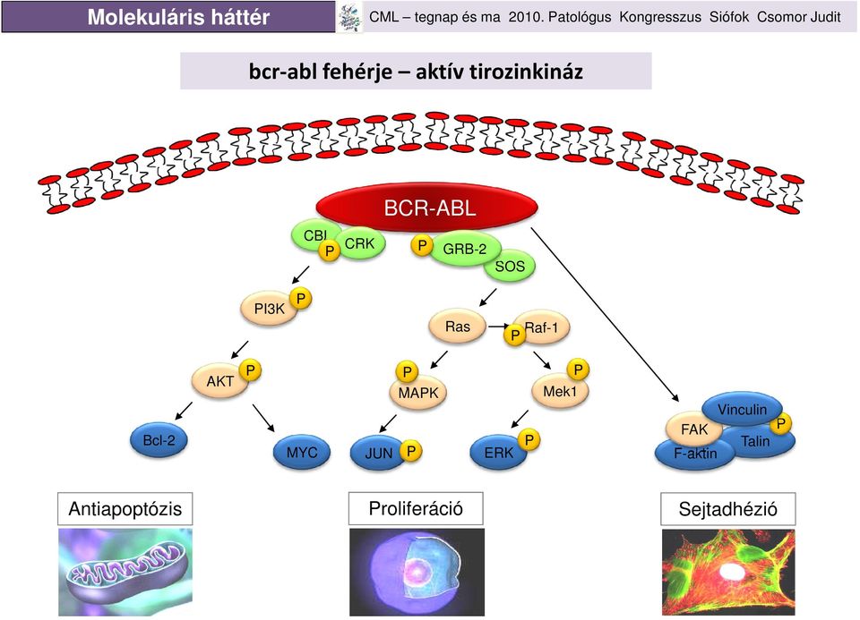 Ras Raf-1 P Bcl-2 AKT P MYC JUN P MAPK P ERK P Mek1