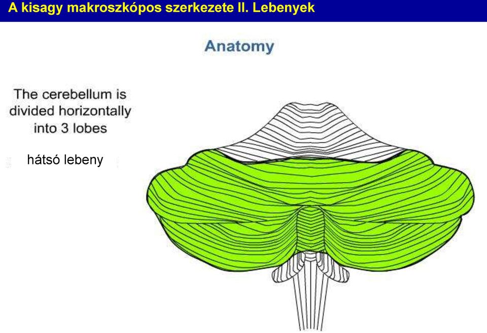 szerkezete II.