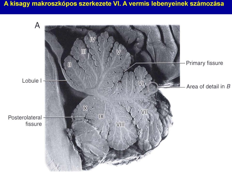 szerkezete VI.