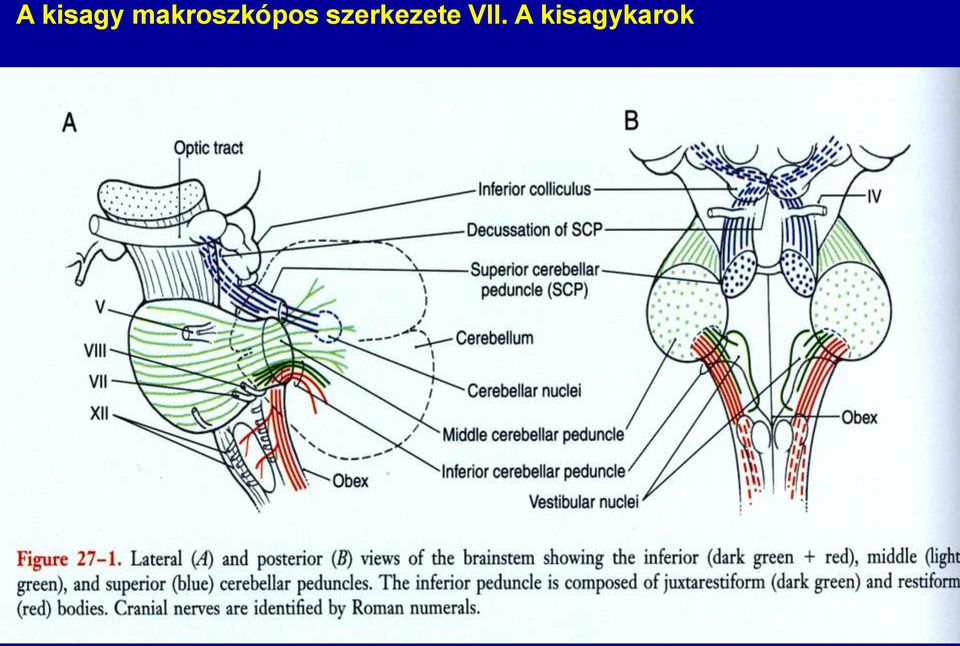 szerkezete