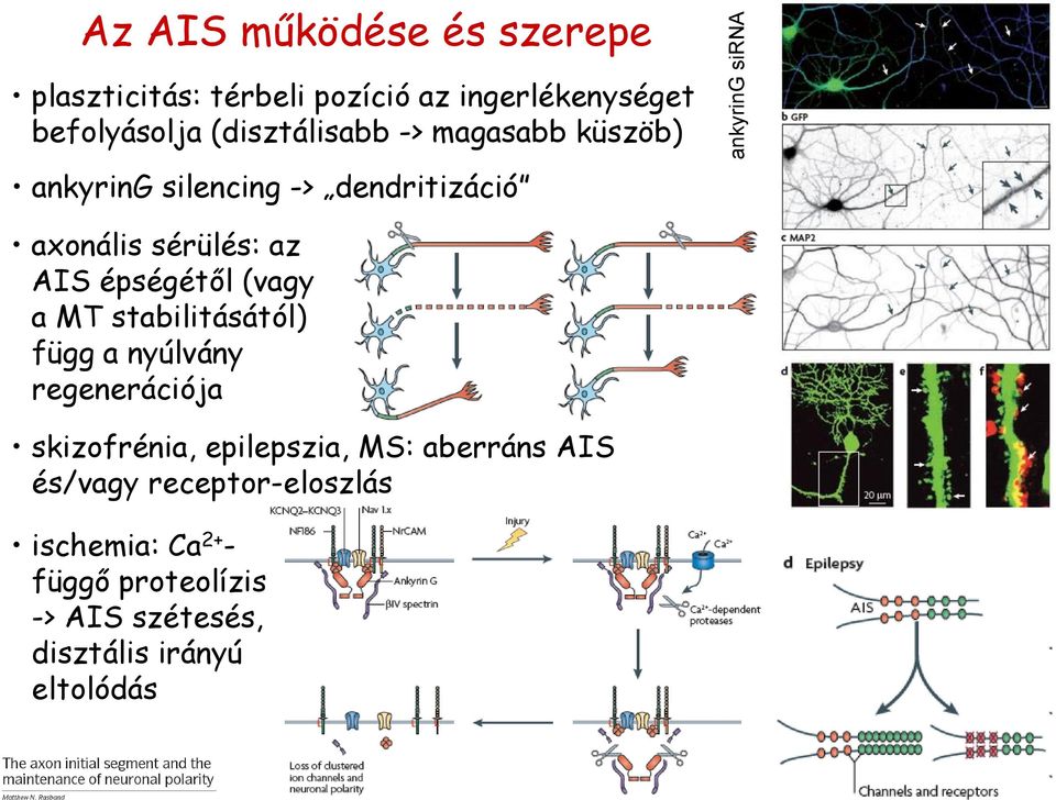 AIS épségétől (vagy a MT stabilitásától) függ a nyúlvány regenerációja skizofrénia, epilepszia, MS: