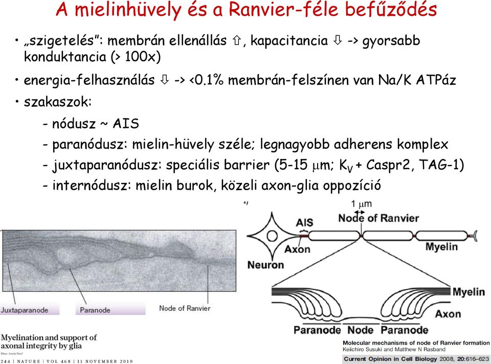 1% membrán-felszínen van Na/K ATPáz szakaszok: - nódusz ~ AIS - paranódusz: mielin-hüvely széle;