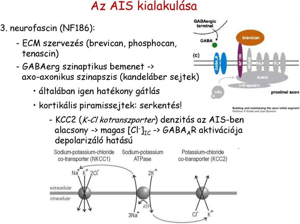 szinaptikus bemenet -> axo-axonikus szinapszis (kandeláber sejtek) általában igen