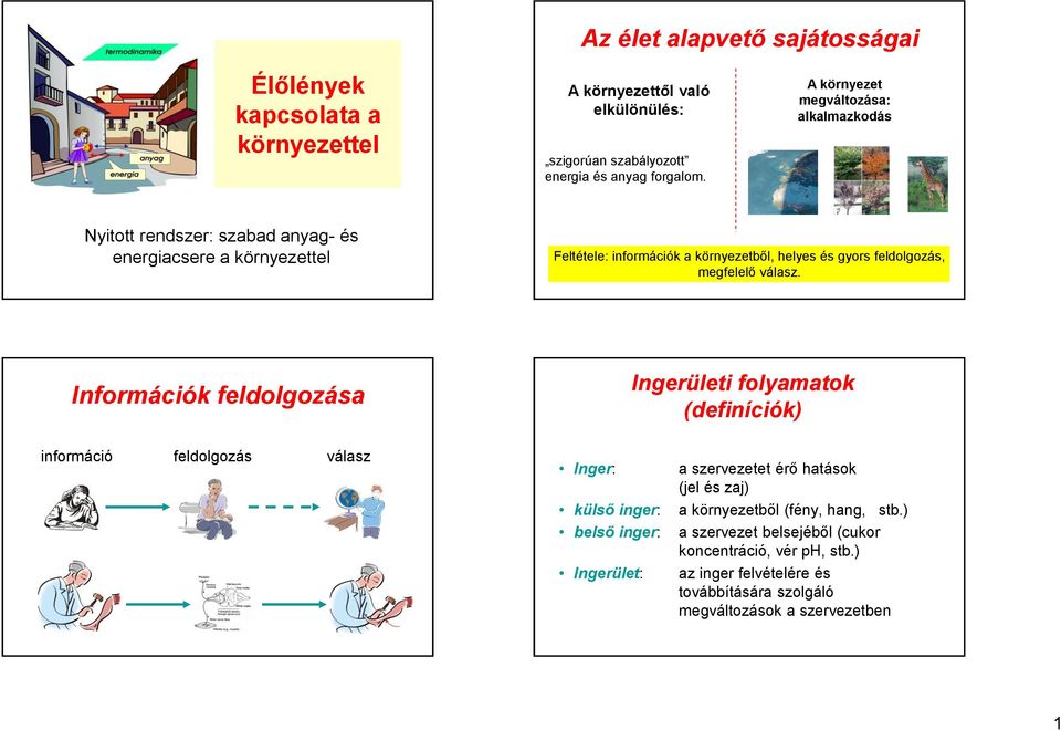 feldolgozás, megfelelő válasz.