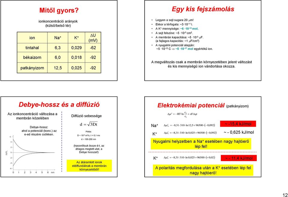 (a fajlagos kapactás: ~1 F/cm 2 ) A nyugalm potencál alapján: ~5 10-12 C ~5 10-17 mol egyértékű on. A megváltozás csak a membrán környezetében jelent változást és ks mennységű on vándorlása okozza.