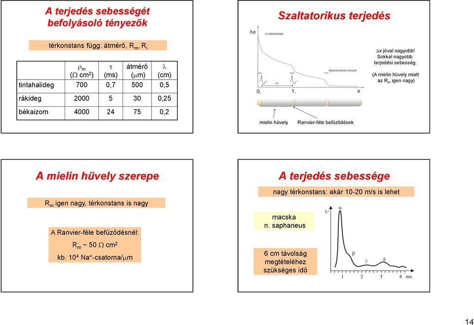 (A meln hüvely matt az R m gen nagy) rákdeg 2000 5 30 0,25 békazom 4000 24 75 0,2 meln hüvely Ranver-féle befűződések A meln hüvely szerepe A