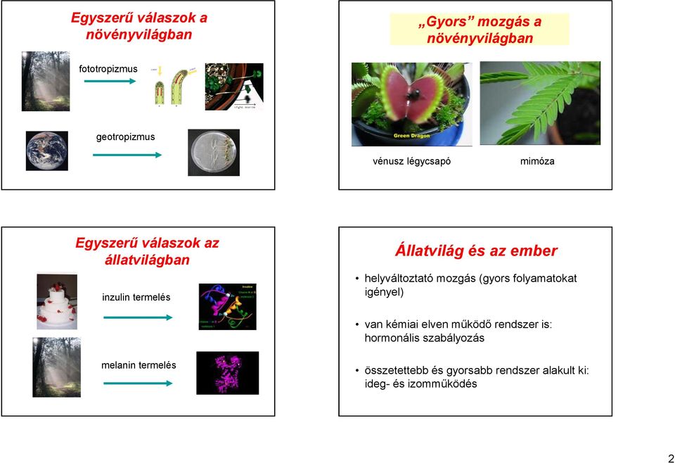 ember helyváltoztató mozgás (gyors folyamatokat gényel) van kéma elven működő rendszer s: