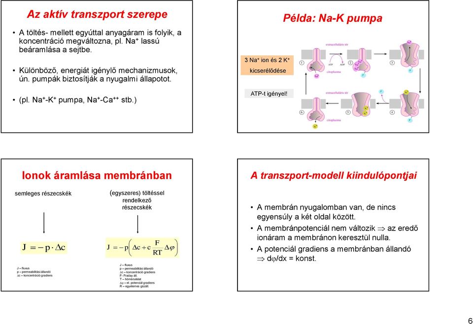 Példa: Na-K pumpa Ionok áramlása membránban A transzport-modell kndulópontja semleges részecskék J pc J fluxus p permeabltás állandó c koncentrácó gradens (egyszeres) töltéssel rendelkező részecskék