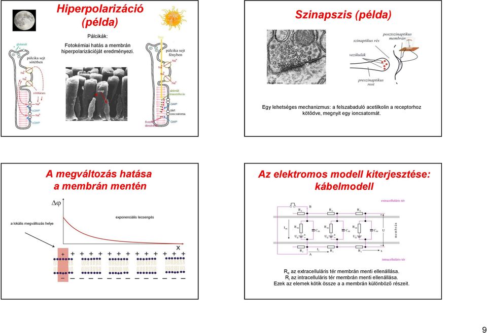 A megváltozás hatása a membrán mentén Az elektromos modell kterjesztése: kábelmodell a lokáls megváltozás helye exponencáls