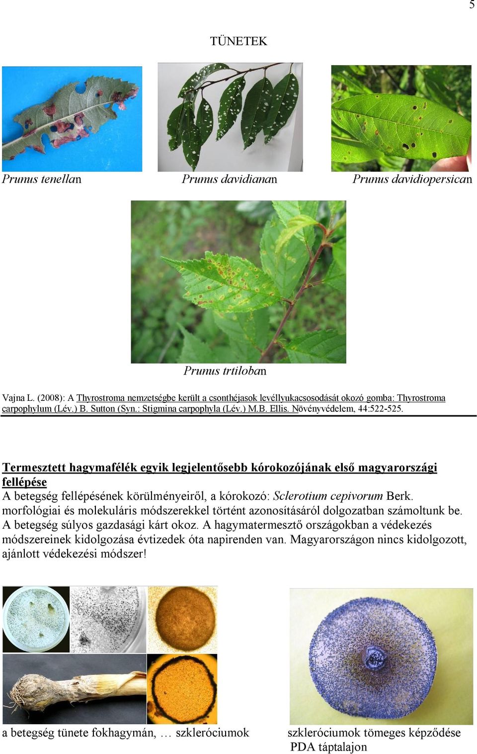 Növényvédelem, 44:522-525. Termesztett hagymafélék egyik legjelentősebb kórokozójának első magyarországi fellépése A betegség fellépésének körülményeiről, a kórokozó: Sclerotium cepivorum Berk.