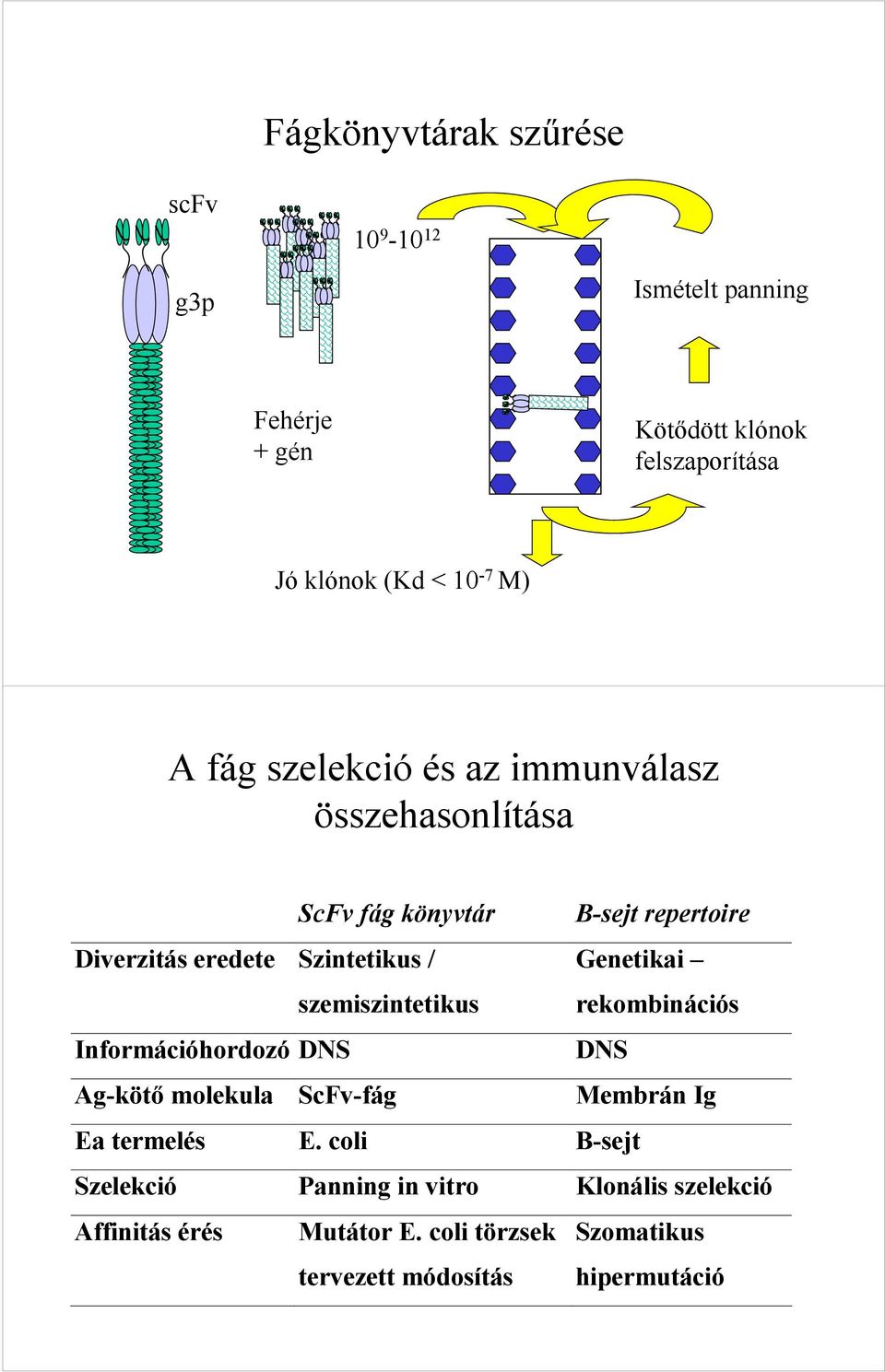 szemiszintetikus Genetikai rekombinációs Információhordozó DNS DNS Ag-kötő molekula ScFv-fág Membrán Ig Ea termelés E.