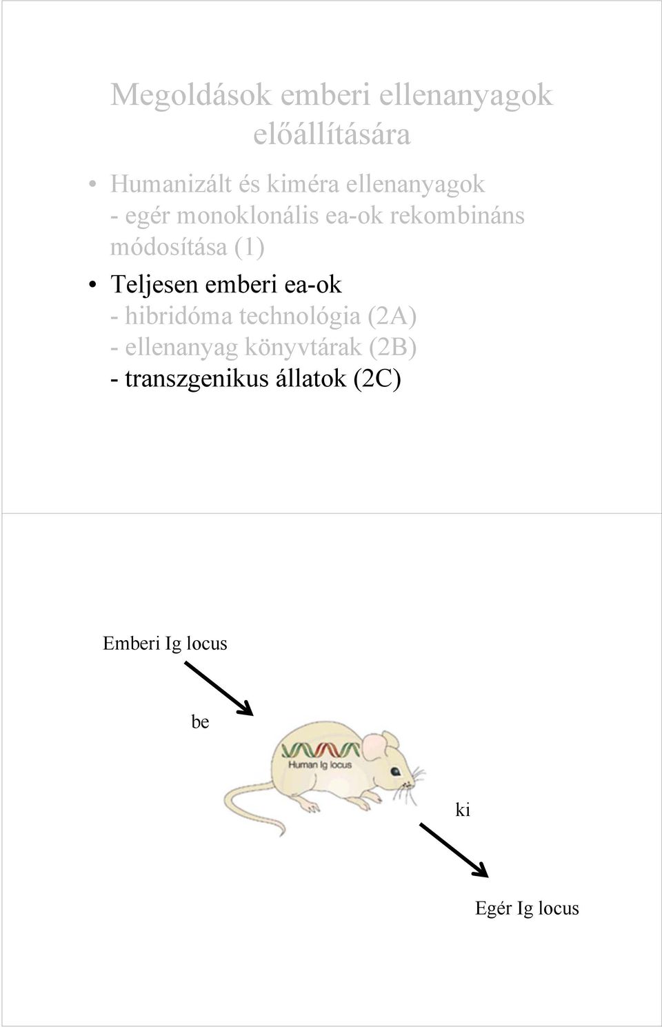 Teljesen emberi ea-ok - hibridóma technológia (2A) - ellenanyag