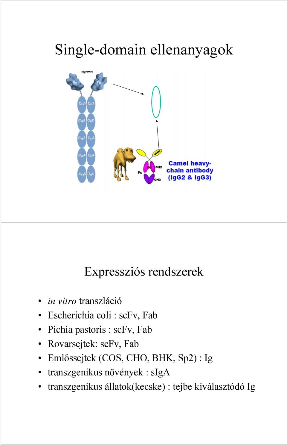 Fab Rovarsejtek: scfv, Fab Emlőssejtek (COS, CHO, BHK, Sp2) : Ig