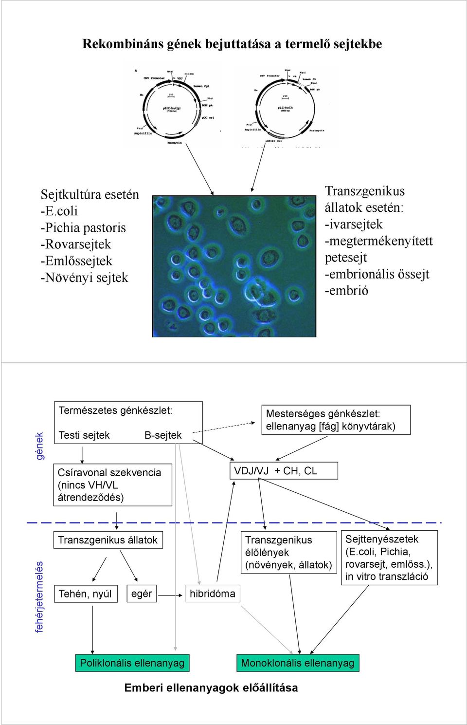 fehérjetermelés gének Természetes génkészlet: Testi sejtek Csíravonal szekvencia (nincs VH/VL átrendeződés) Transzgenikus állatok Tehén, nyúl egér B-sejtek hibridóma
