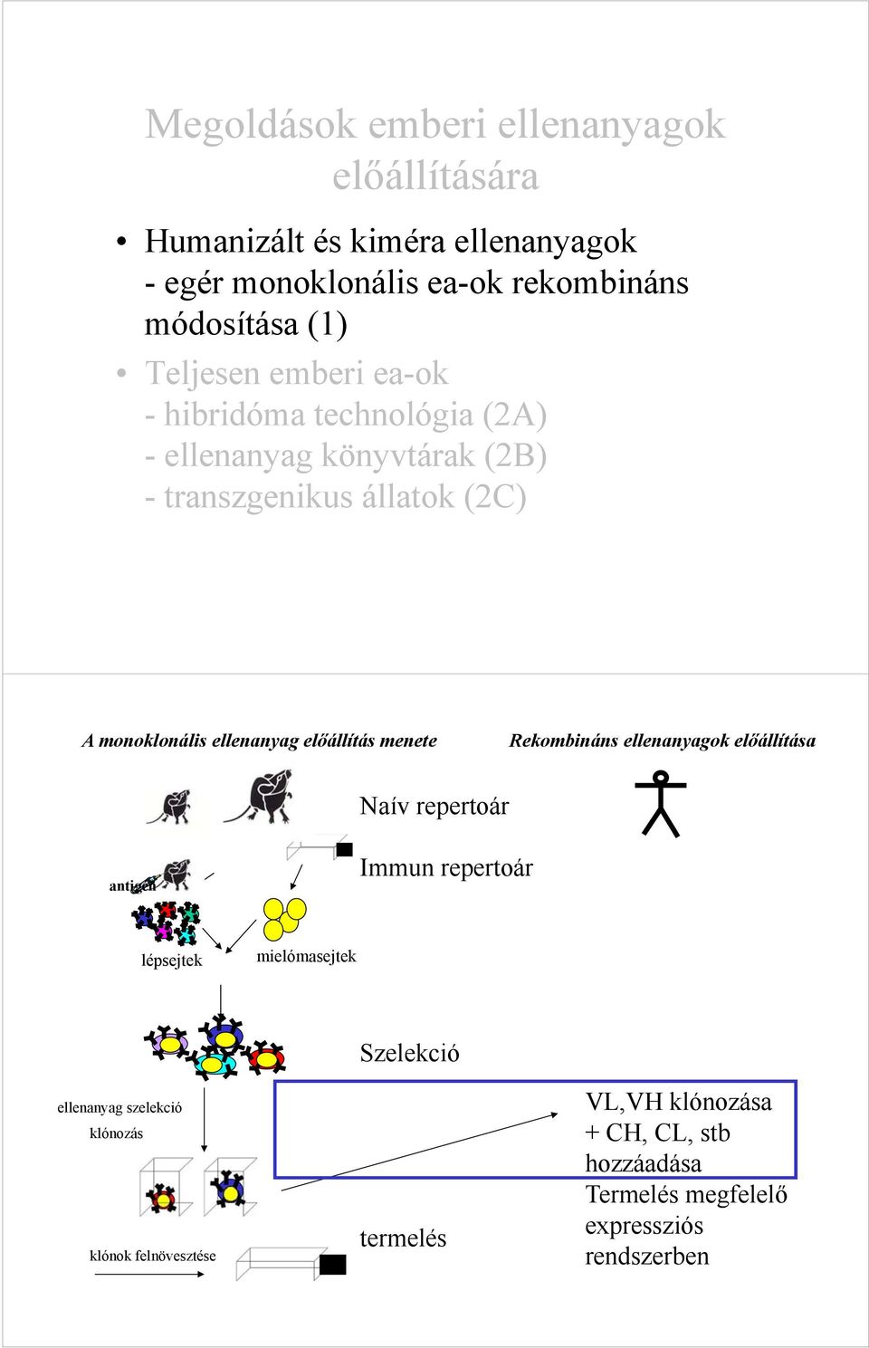 előállítás menete Rekombináns ellenanyagok előállítása Naív repertoár antigén Immun repertoár lépsejtek mielómasejtek ellenanyag