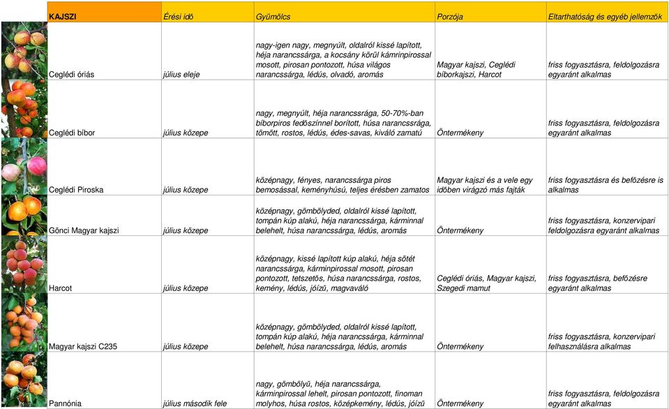 fedőszínnel borított, húsa narancssrága, tömött, rostos, lédús, édes-savas, kiváló zamatú Ceglédi Piroska középnagy, fényes, narancssárga piros bemosással, keményhúsú, teljes érésben zamatos Magyar