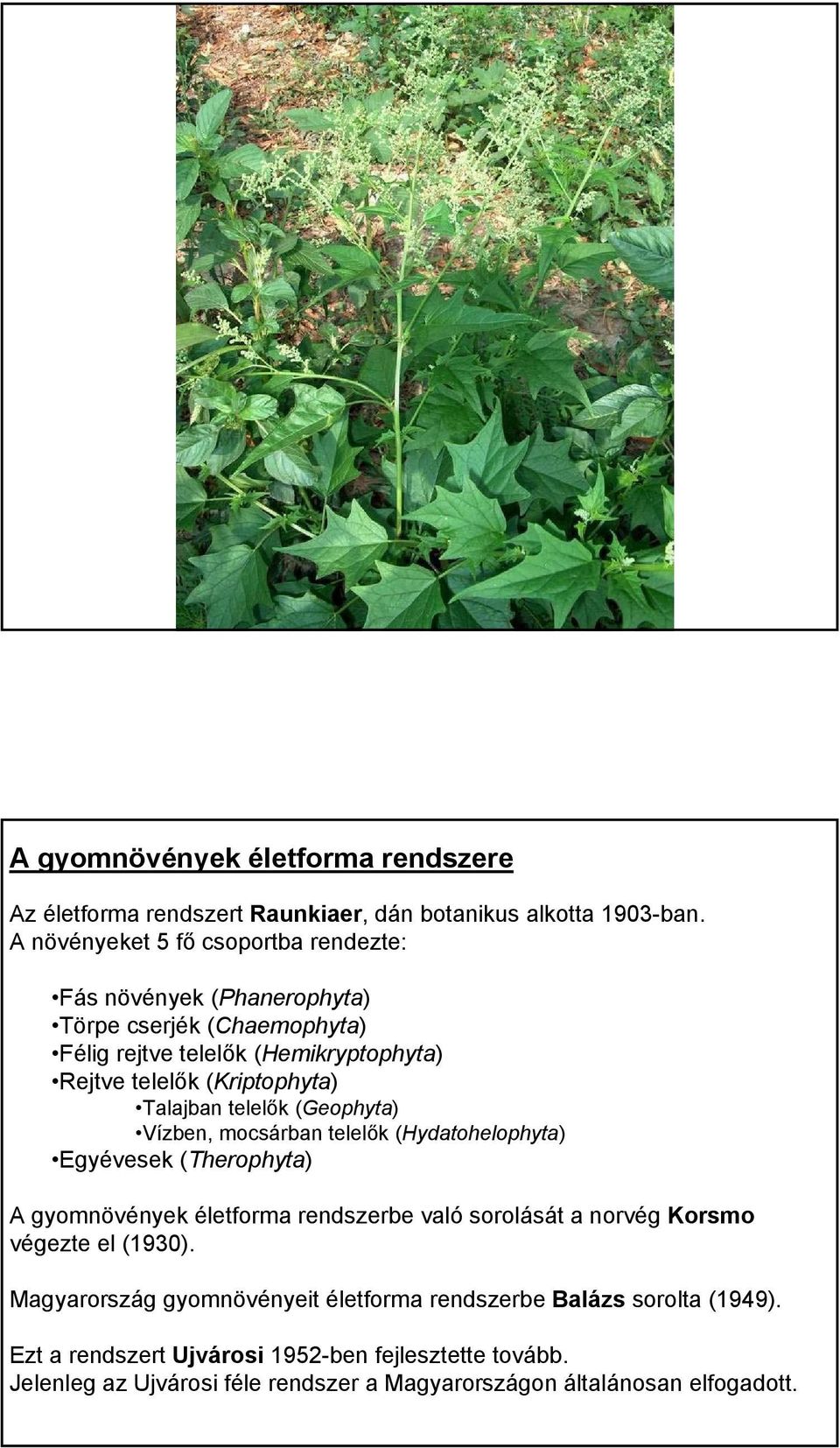 Talajban telelők (Geophyta) Vízben, mocsárban telelők (Hydatohelophyta) Egyévesek (Therophyta) A gyomnövények életforma rendszerbe való sorolását a norvég Korsmo