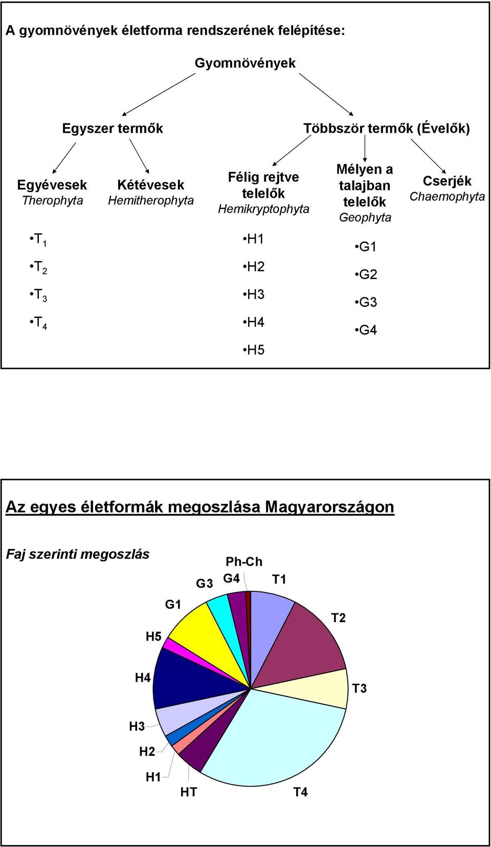 a talajban telelők Geophyta Cserjék Chaemophyta T 1 T 2 T 3 T 4 H1 H2 H3 H4 H5 G1 G2 G3 G4 Az egyes