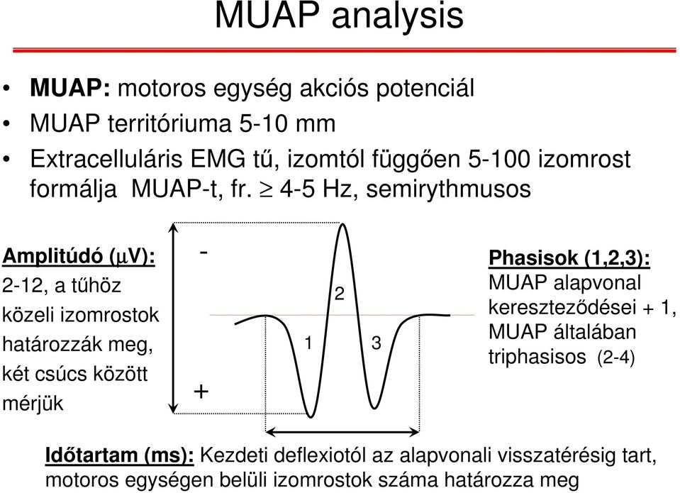 4-5 Hz, semirythmusos Amplitúdó (µv): 2-12, a tűhöz közeli izomrostok határozzák meg, két csúcs között mérjük - + 1 2 3