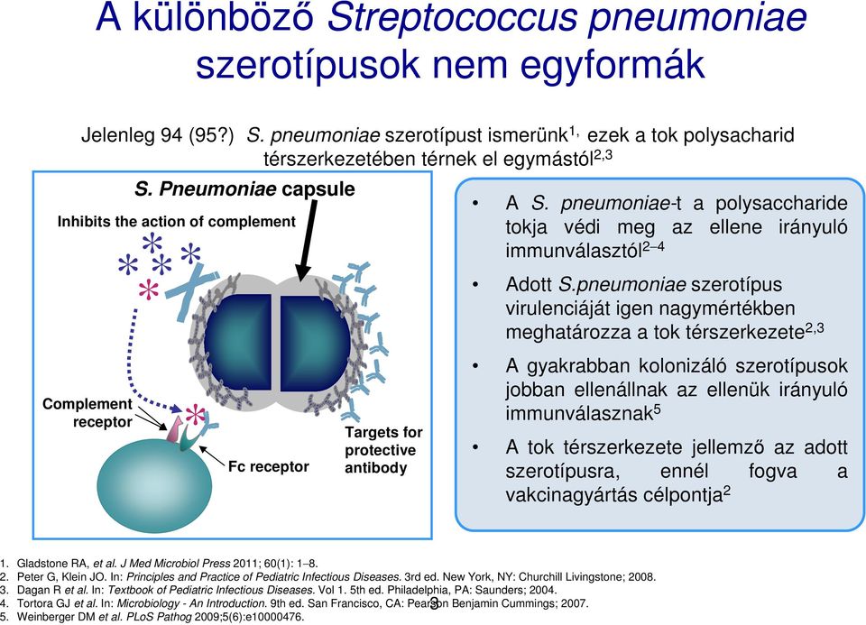 Pneumoniae capsule * Fc receptor Targets for protective antibody A S. pneumoniae-t a polysaccharide tokja védi meg az ellene irányuló immunválasztól 2 4 Adott S.